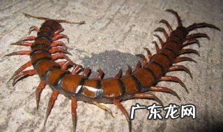 被蜈蚣咬了怎么办