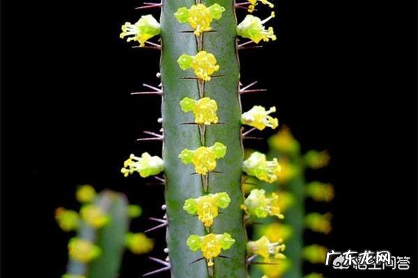 龙骨花会开花吗?怎样才能开花?