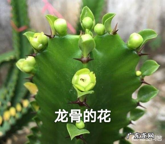 龙骨花会开花吗?怎样才能开花?