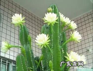 龙骨花会开花吗?怎样才能开花?