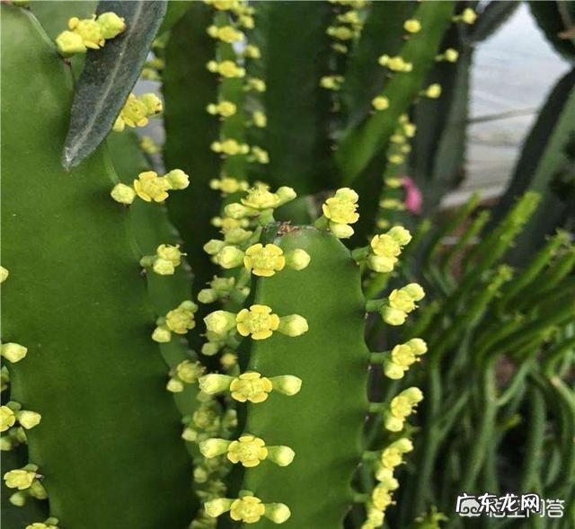 龙骨花会开花吗?怎样才能开花?