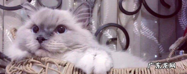 猫咪打嗝是怎么回事