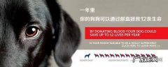 宠物也有几种血型吗？需要输血的时候怎么办呢？