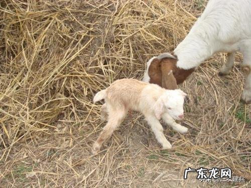 小羊出生多久可以室外活动?需要注意什么?