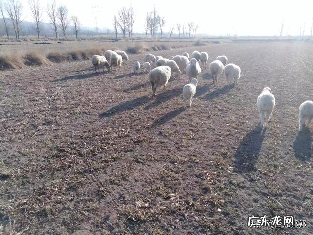 小羊出生多久可以室外活动?需要注意什么?