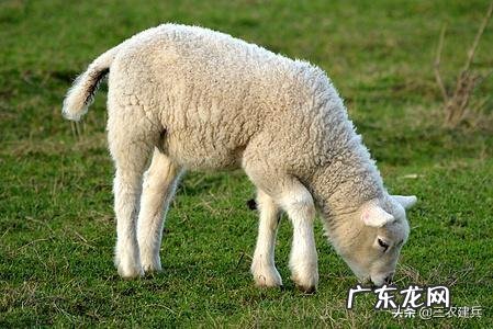 小羊出生多久可以室外活动?需要注意什么?