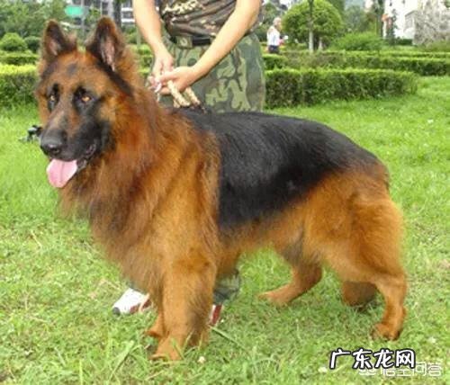 想买个德牧,怎么和狼狗区别?