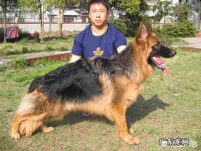 想买个德牧,怎么和狼狗区别?