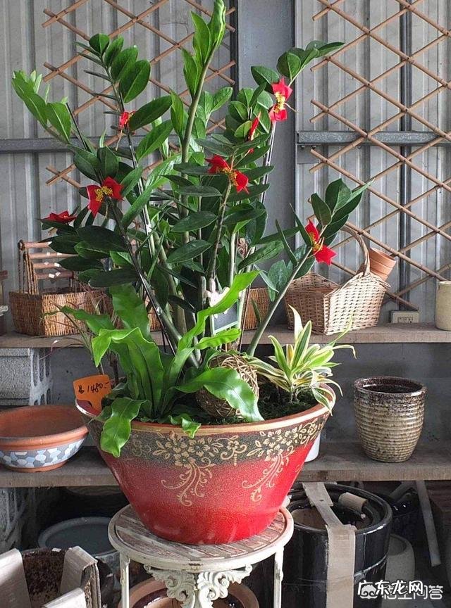 金钱树该怎么养?