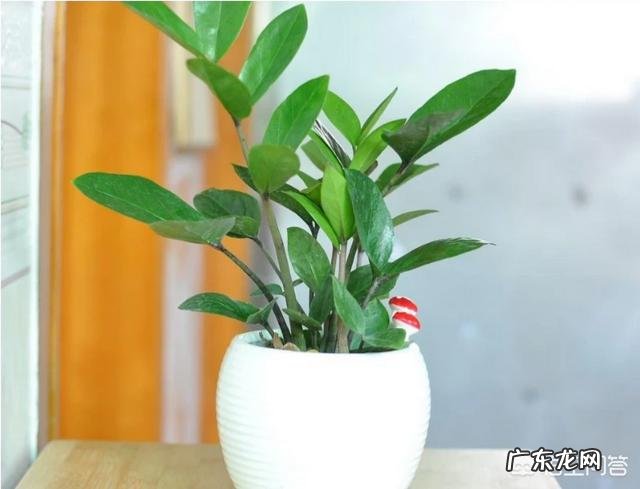 金钱树该怎么养?