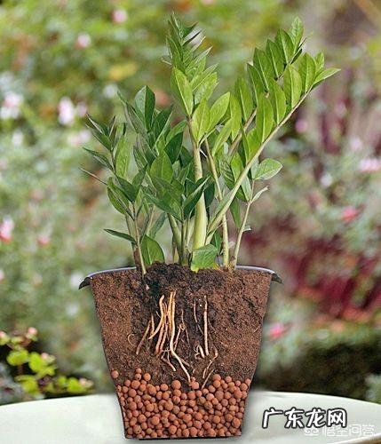 金钱树该怎么养?
