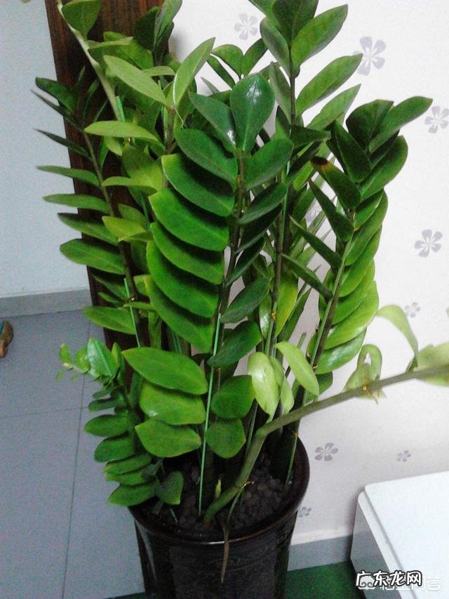 金钱树该怎么养?