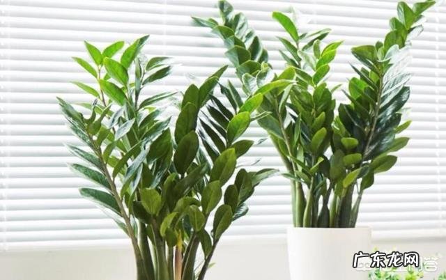 金钱树该怎么养？