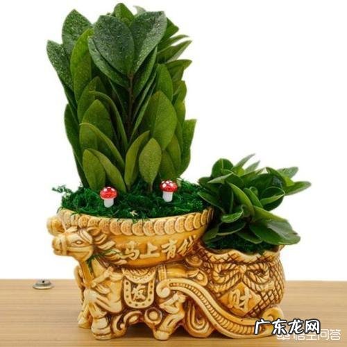 金钱树该怎么养?