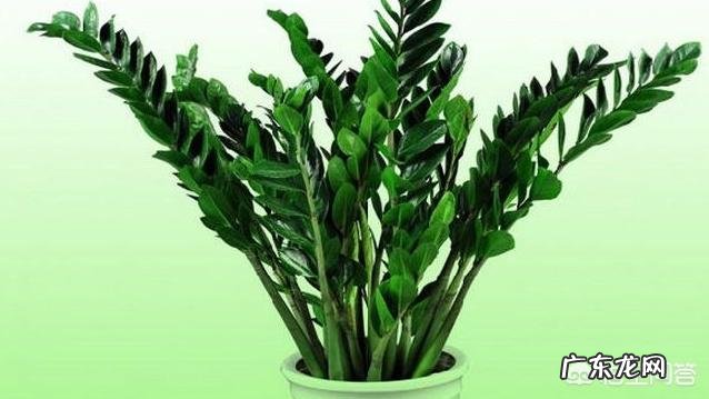 金钱树该怎么养?