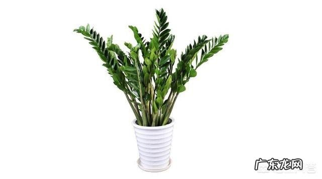 金钱树该怎么养？