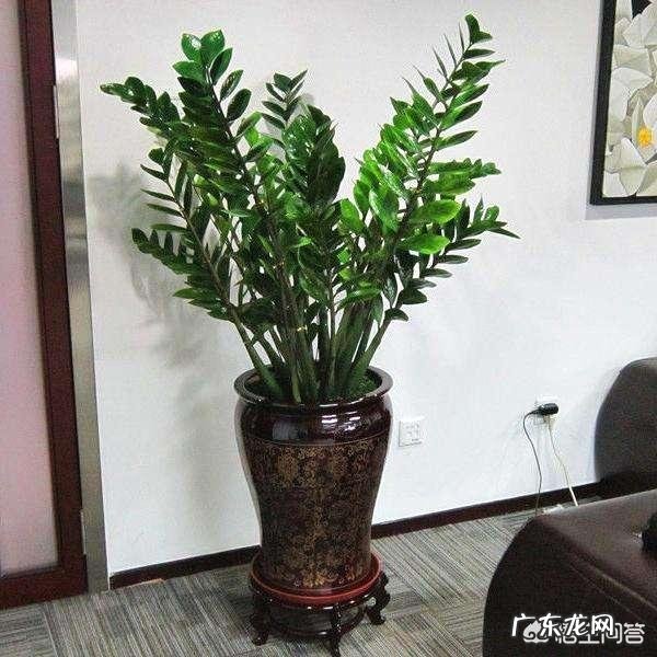 金钱树该怎么养？