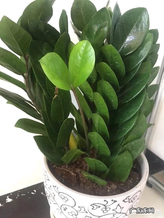 金钱树该怎么养？