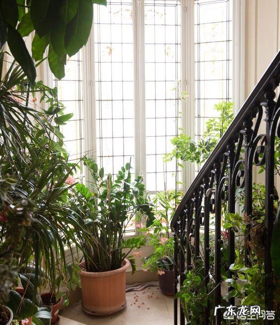 金钱树该怎么养?