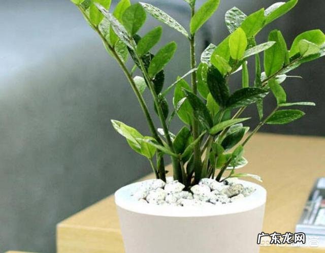 金钱树该怎么养？