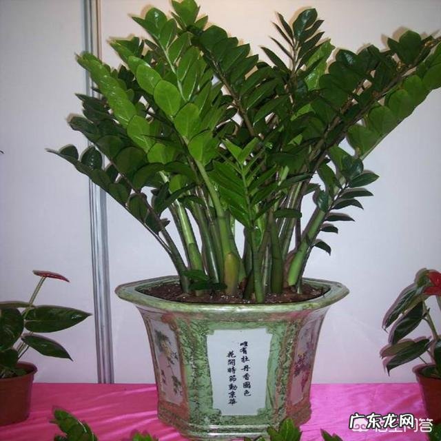 金钱树该怎么养?