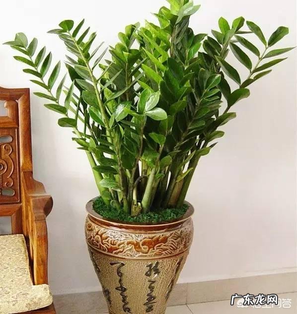 金钱树该怎么养?