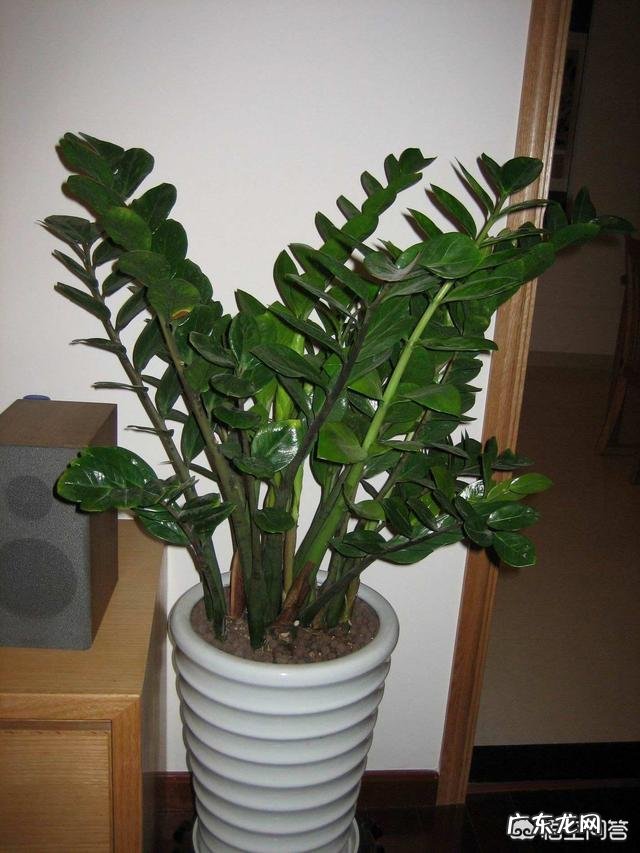 金钱树该怎么养?