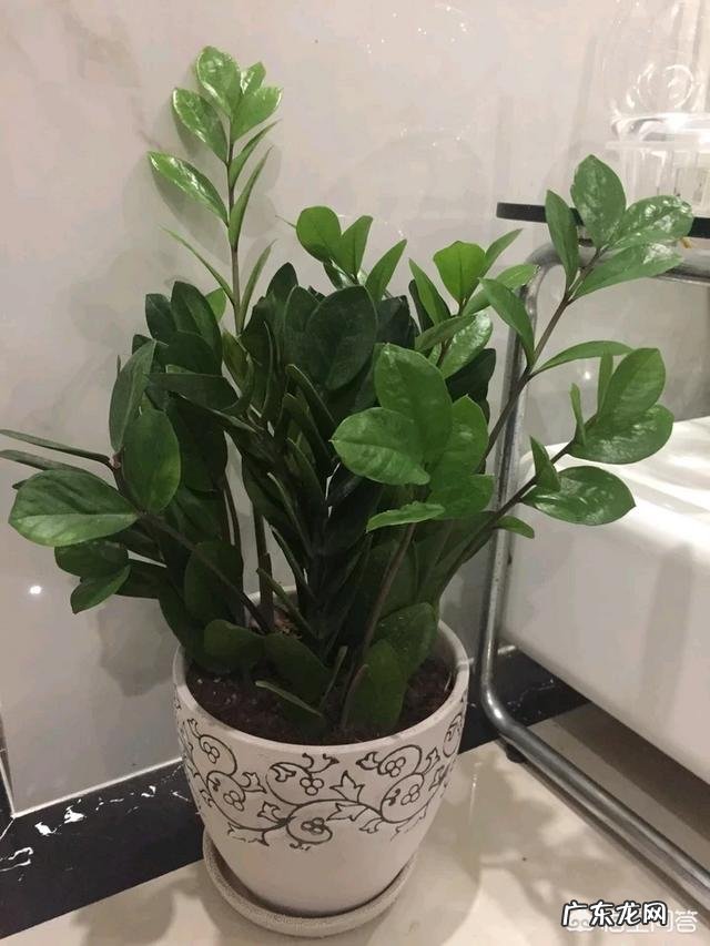 金钱树该怎么养？