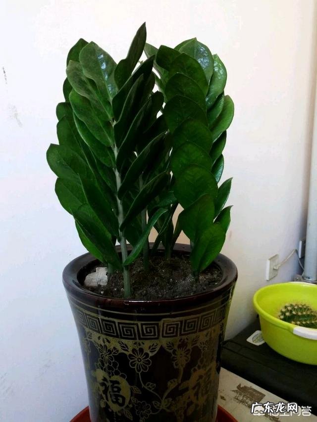 金钱树该怎么养？