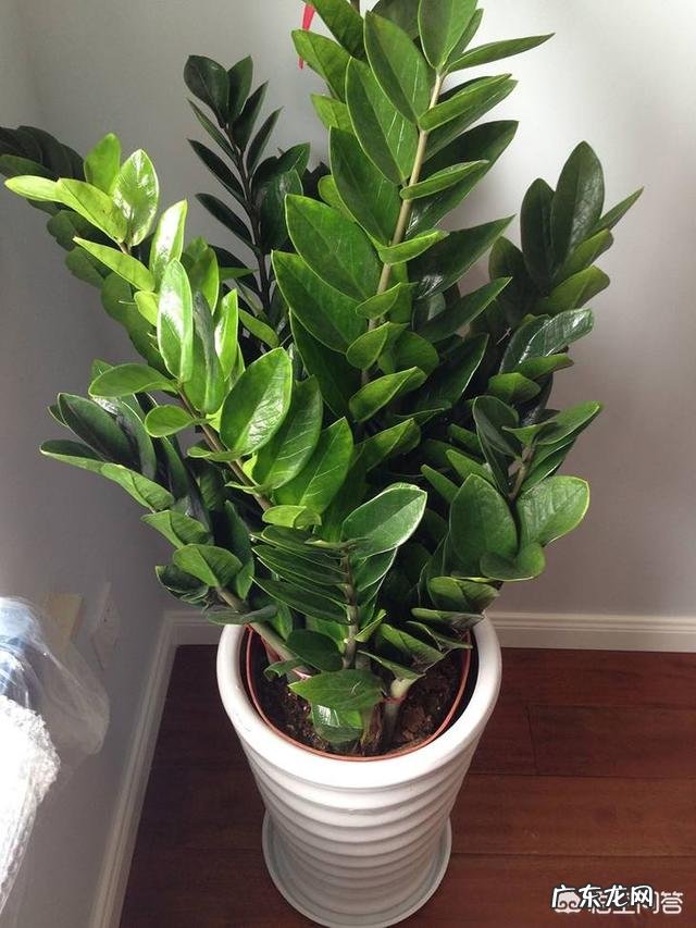 金钱树该怎么养?