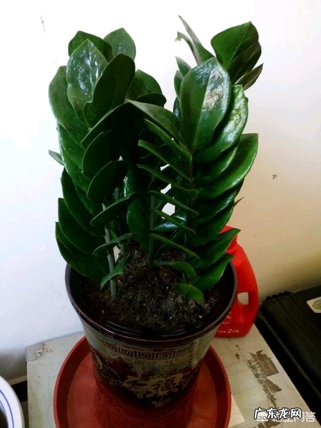 金钱树该怎么养？