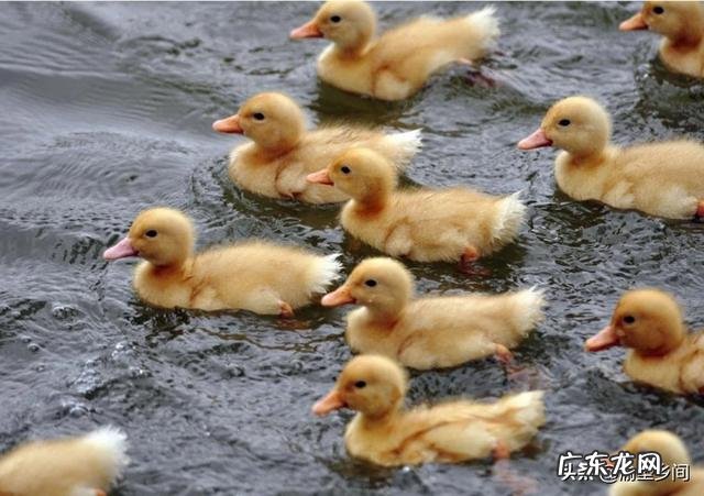 养鸭子是不是每时每刻放足料给它吃?