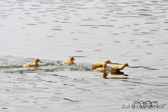 养鸭子是不是每时每刻放足料给它吃?