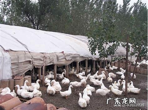 养鸭子是不是每时每刻放足料给它吃?