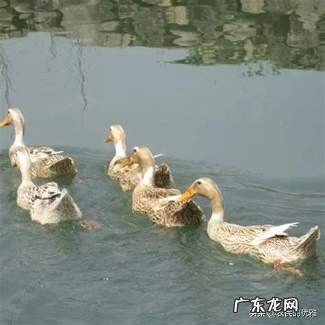 养鸭子是不是每时每刻放足料给它吃?