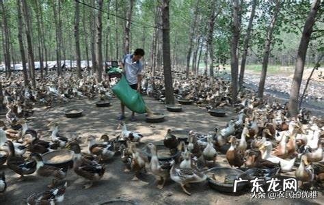 养鸭子是不是每时每刻放足料给它吃?
