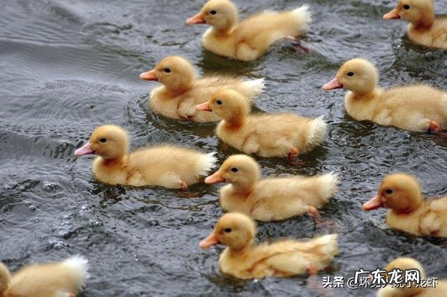 养鸭子是不是每时每刻放足料给它吃?