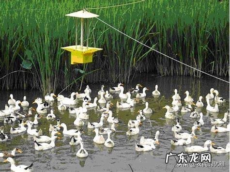 养鸭子是不是每时每刻放足料给它吃?