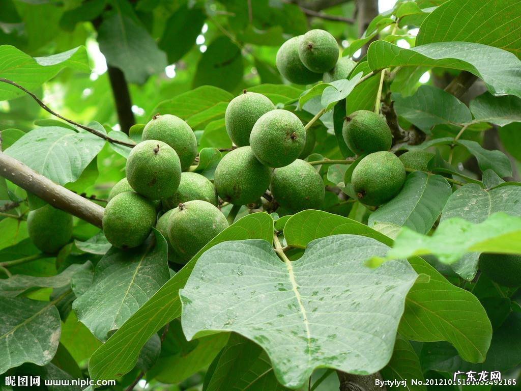 为什么院子里忌讳种核桃树