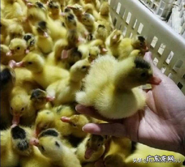 什么季节养鸭最好?怎样选择鸭苗?