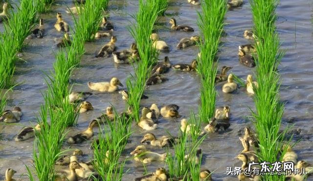 什么季节养鸭最好?怎样选择鸭苗?