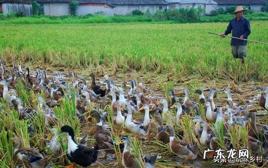 什么季节养鸭最好?怎样选择鸭苗?