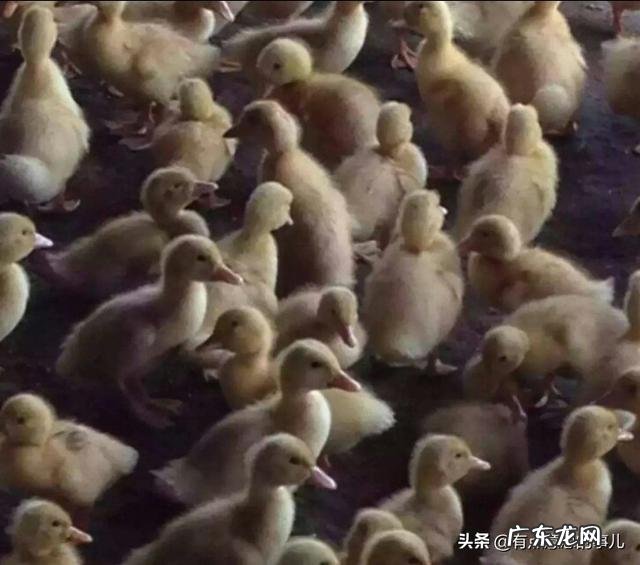 什么季节养鸭最好?怎样选择鸭苗?