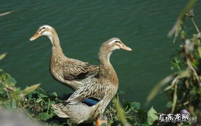 什么季节养鸭最好?怎样选择鸭苗?