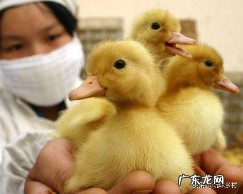 什么季节养鸭最好?怎样选择鸭苗?