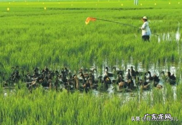 什么季节养鸭最好?怎样选择鸭苗?