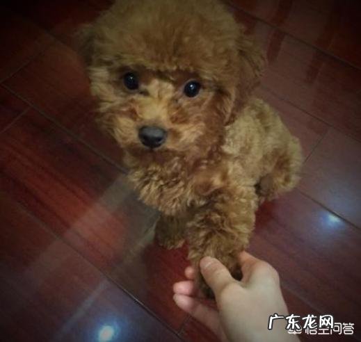 贵宾犬怎么训练?需要训练的内容有哪些?