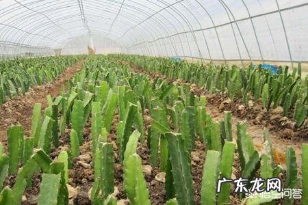 如何自己种火龙果？有哪些需要注意的问题？