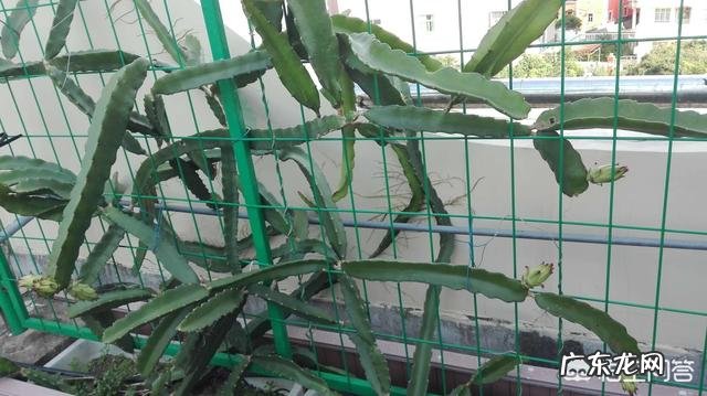 如何自己种火龙果？有哪些需要注意的问题？