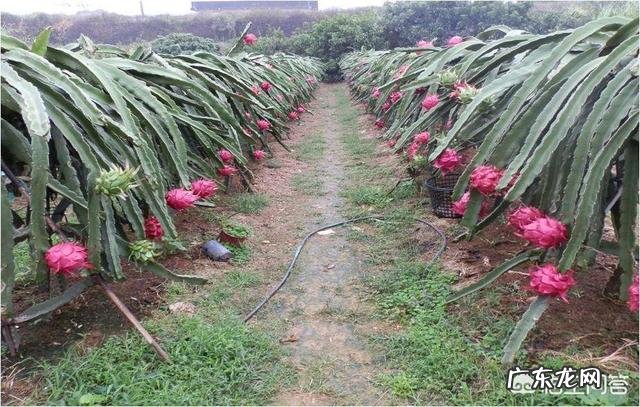 如何自己种火龙果?有哪些需要注意的问题?